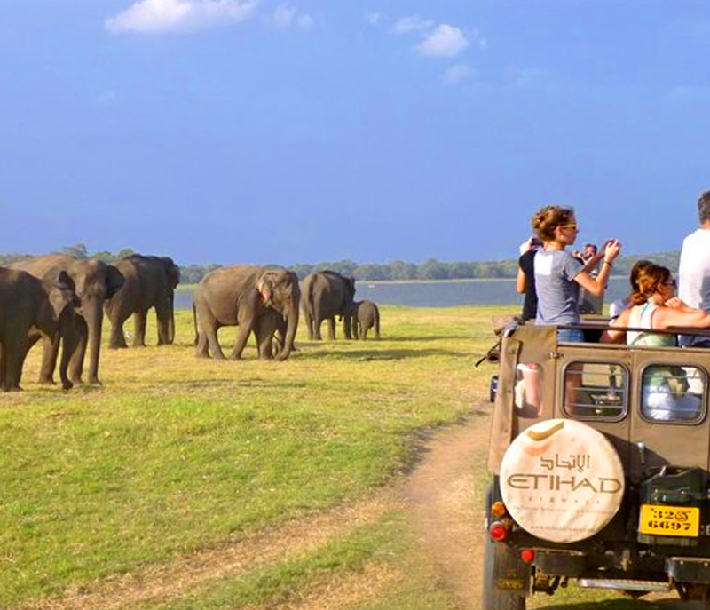 Elephants in a forest path
