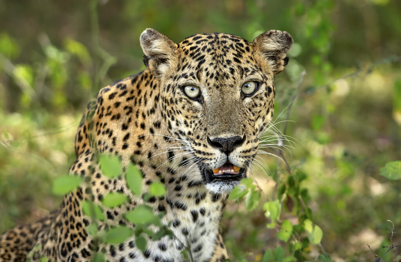 Leopard on a safari track